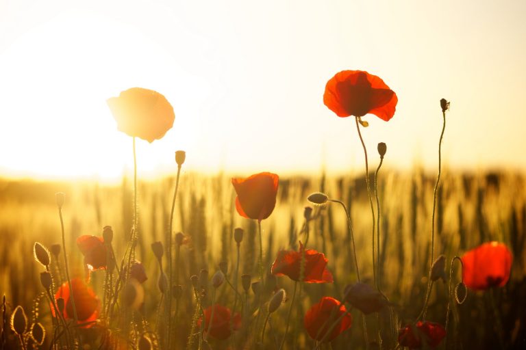 sunset-poppy-backlight-66274