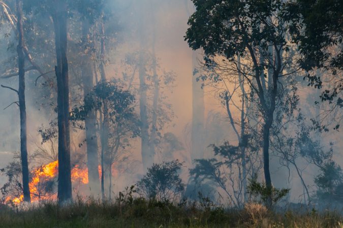 How you can support people and wildlife impacted by the Australian bushfires How you can support people and wildlife impacted by the Australian bushfires