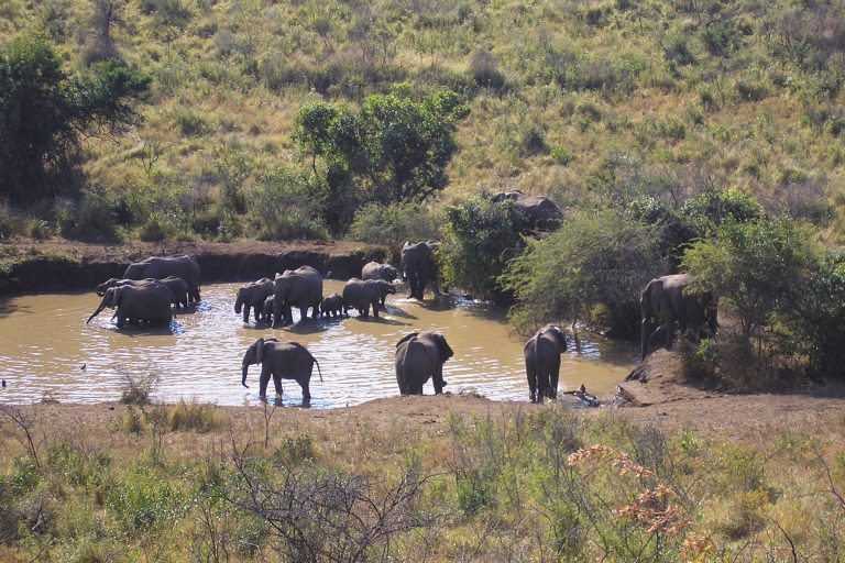 A South African nursing experience