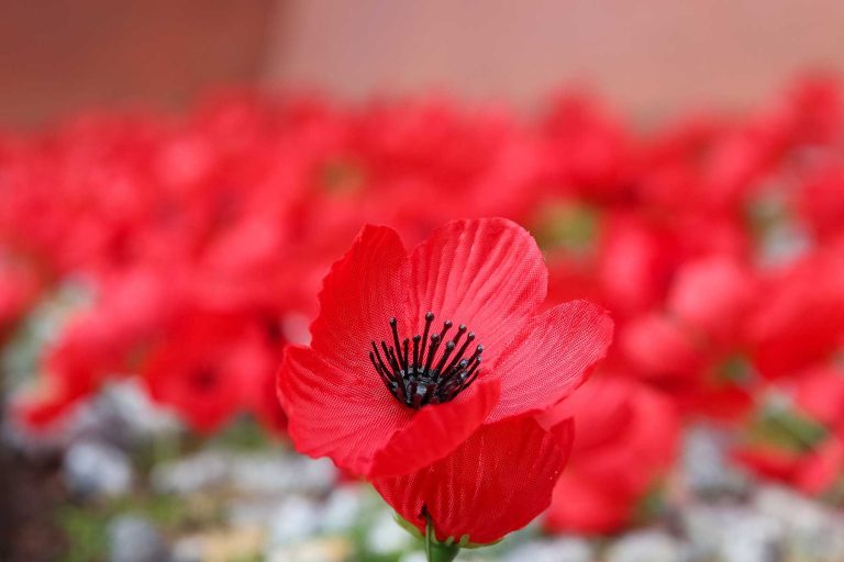 Nurses in war: A legacy of service and sacrifice Nurses in war: A legacy of service and sacrifice