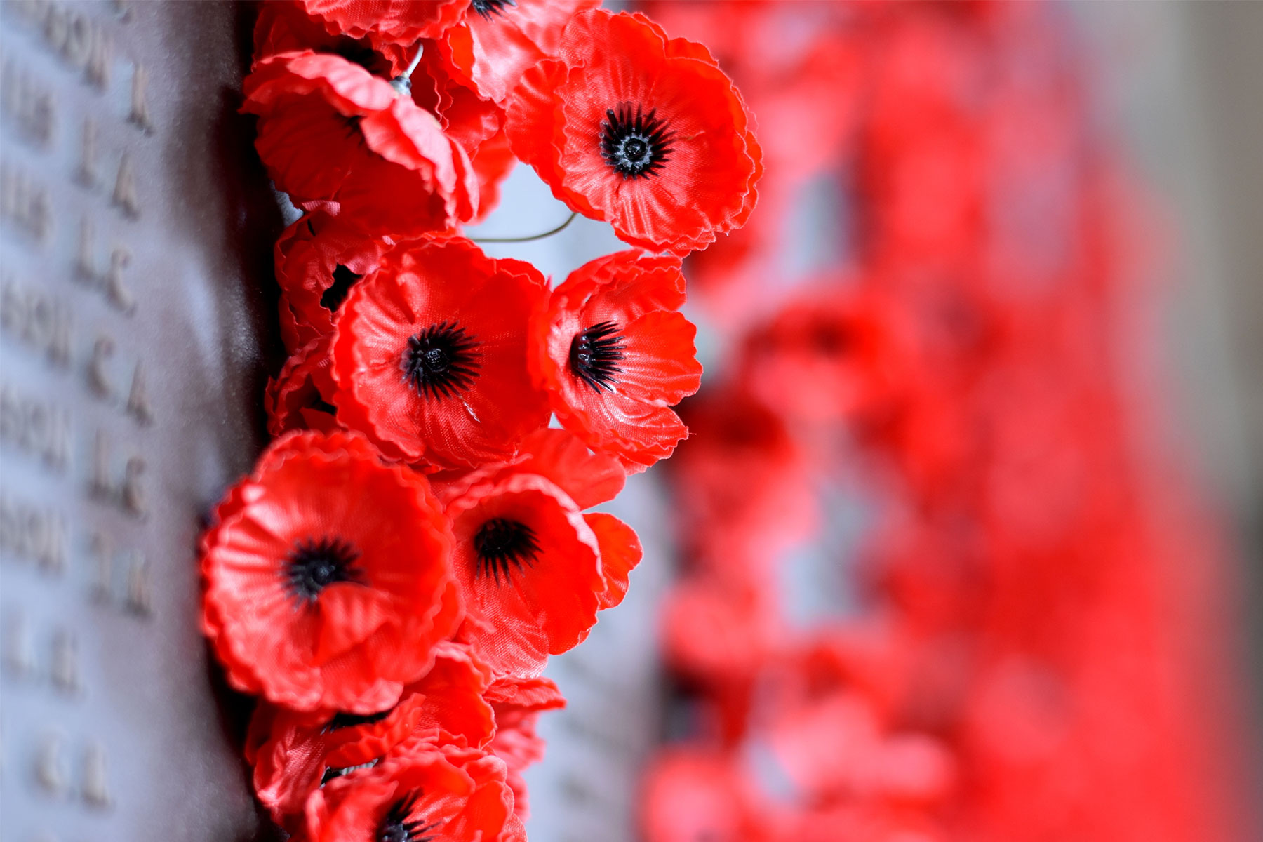 Red poppy war memorial